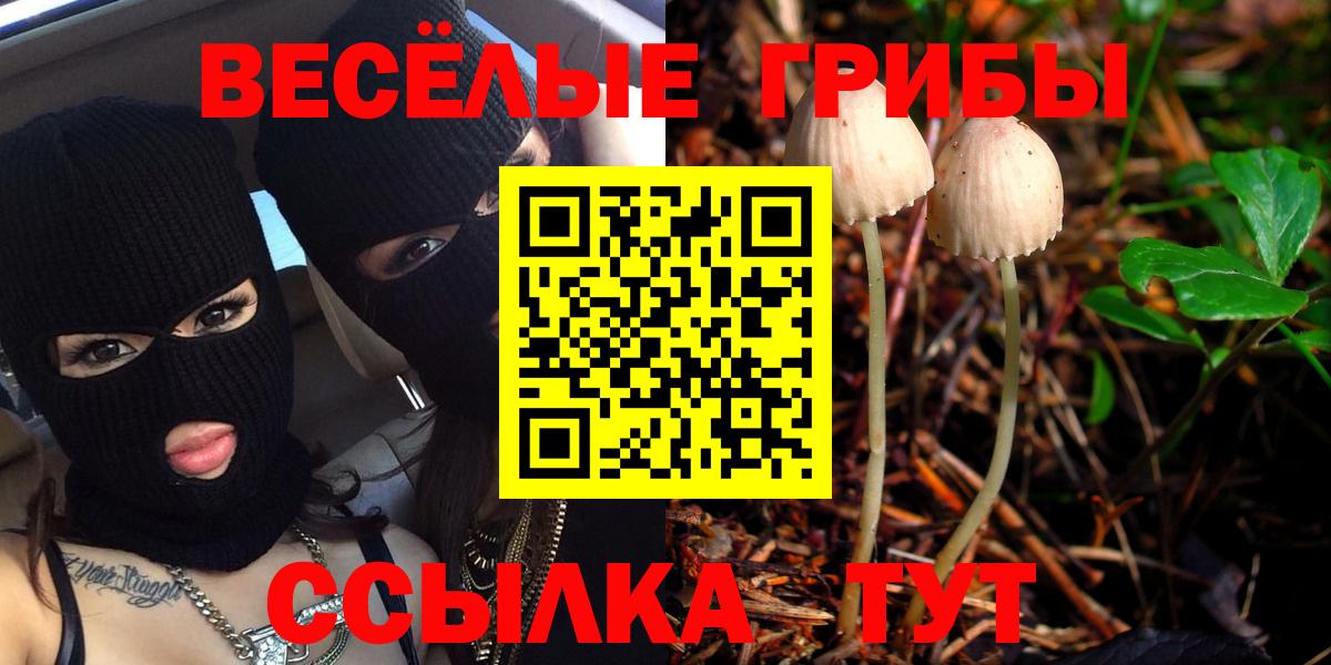 как найти   Вход с VPN  Хасавюрт  Псилоцибиновые грибы ЛСД  Галлюциногенные грибы Psilocybine cubensis 
